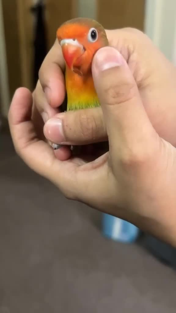 Cockatiels birds for sale: Semi tamed lovebird pair  - Video 2