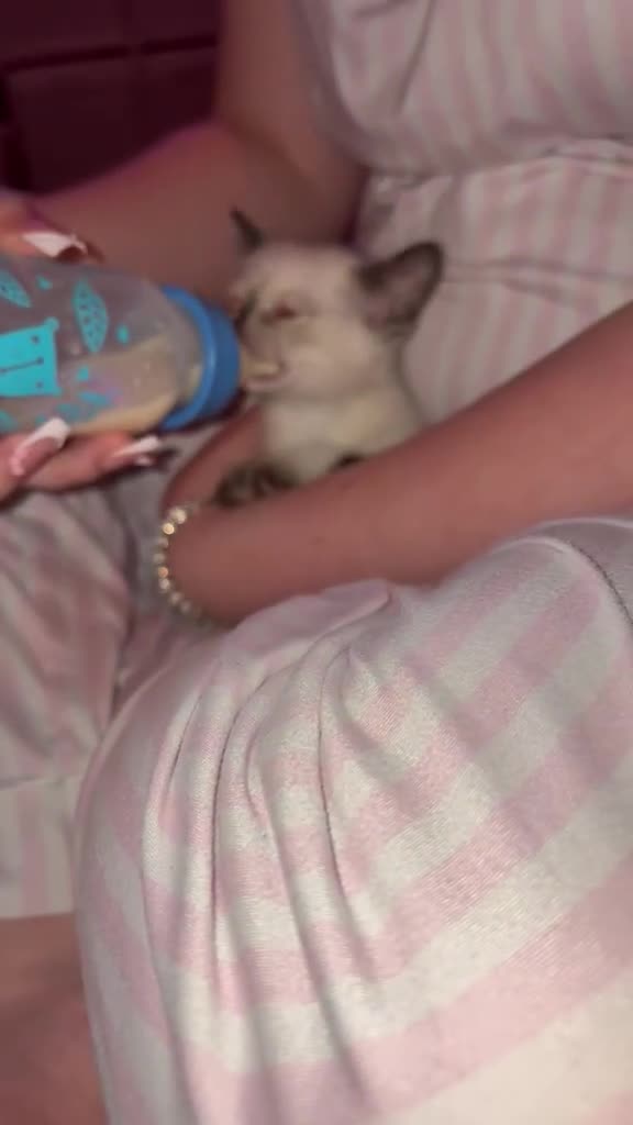 Mixed Breed cats for sale: Ragdoll x siamese in Melksham - Video 1