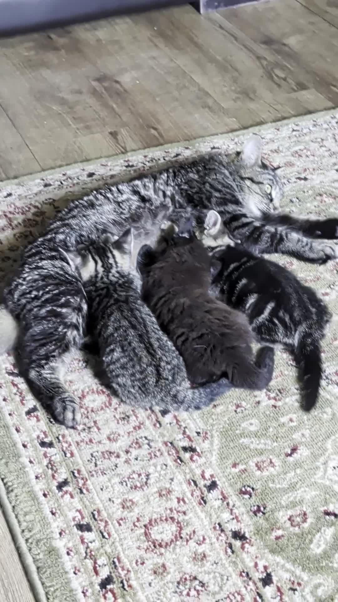 Mixed Breed cats for sale: Beautiful kittens ready for new homes NOW! in King's Lynn - Video 4