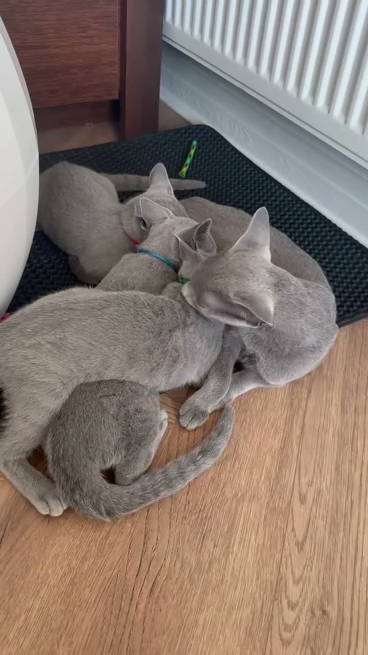 Russian Blue cats for sale: Full Pedigree American Champion Lines Russian Blue in Christchurch - Video 2