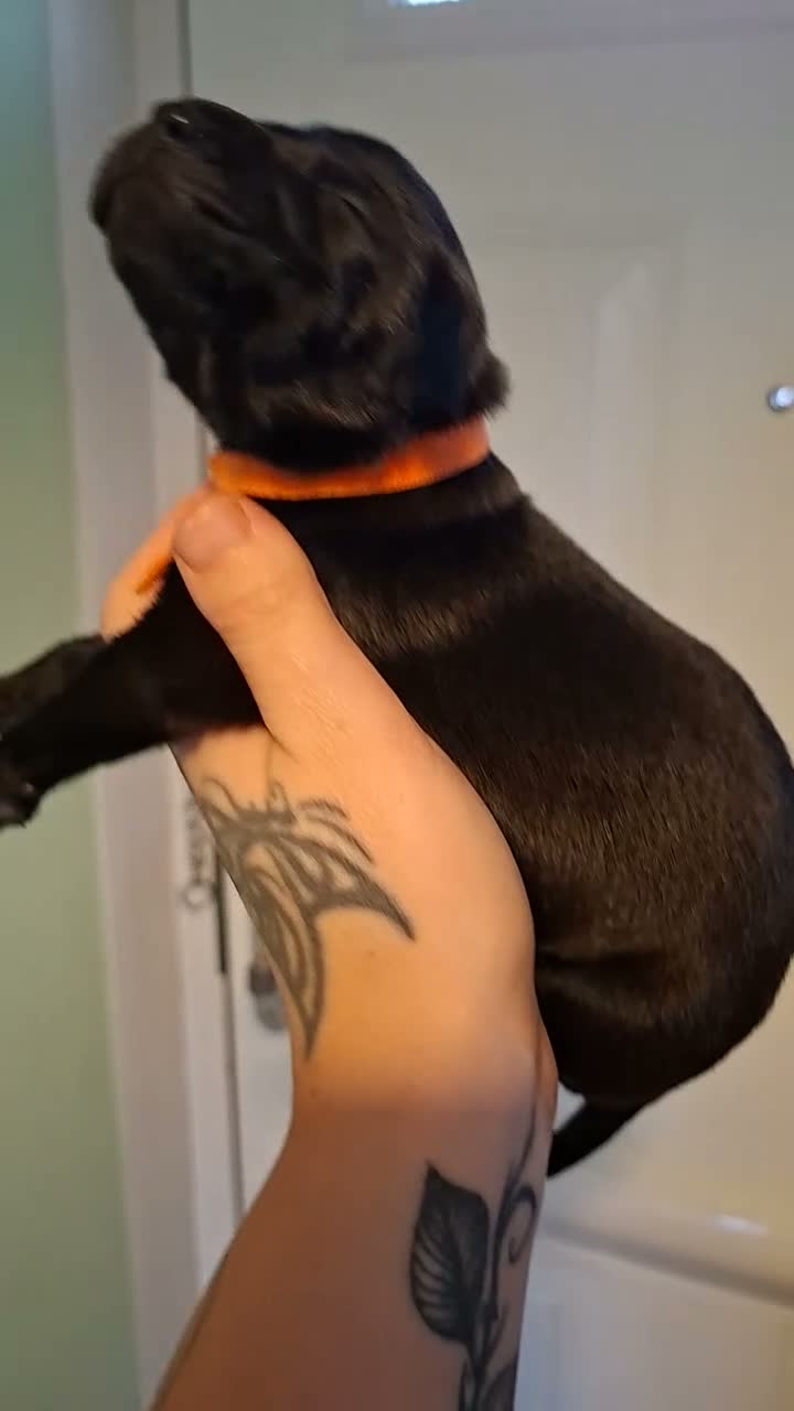 Mixed Breed dogs for sale: Rhodesian labrador - Video 5