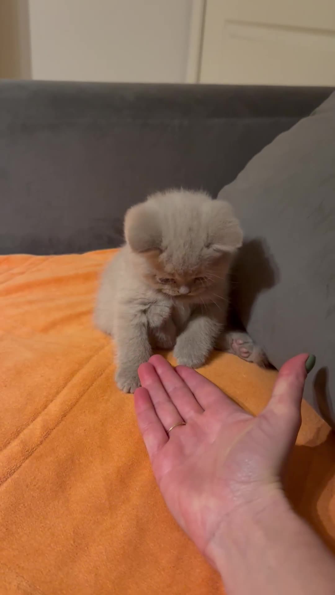 Scottish Fold cats for sale: Scottish straight - Video 4