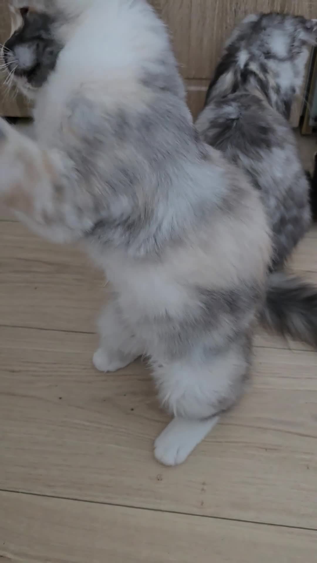 Maine Coon cats for sale:  Maincoon girls. parents  HCM, SMA, PK-DEF N/N - Video 3