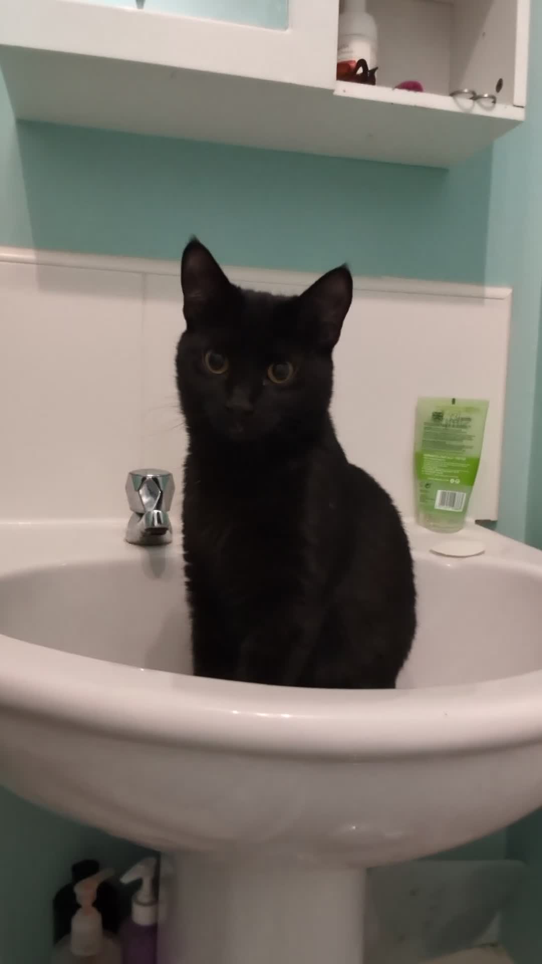 Mixed Breed cats for sale: Lovely Runa - Video 1