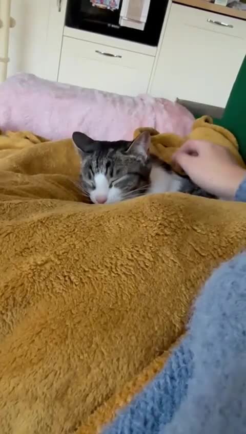 Mixed Breed cats for adoption: 🐾MALINA, a superb young girl, for a Loving Home🐾 in London - Video 3