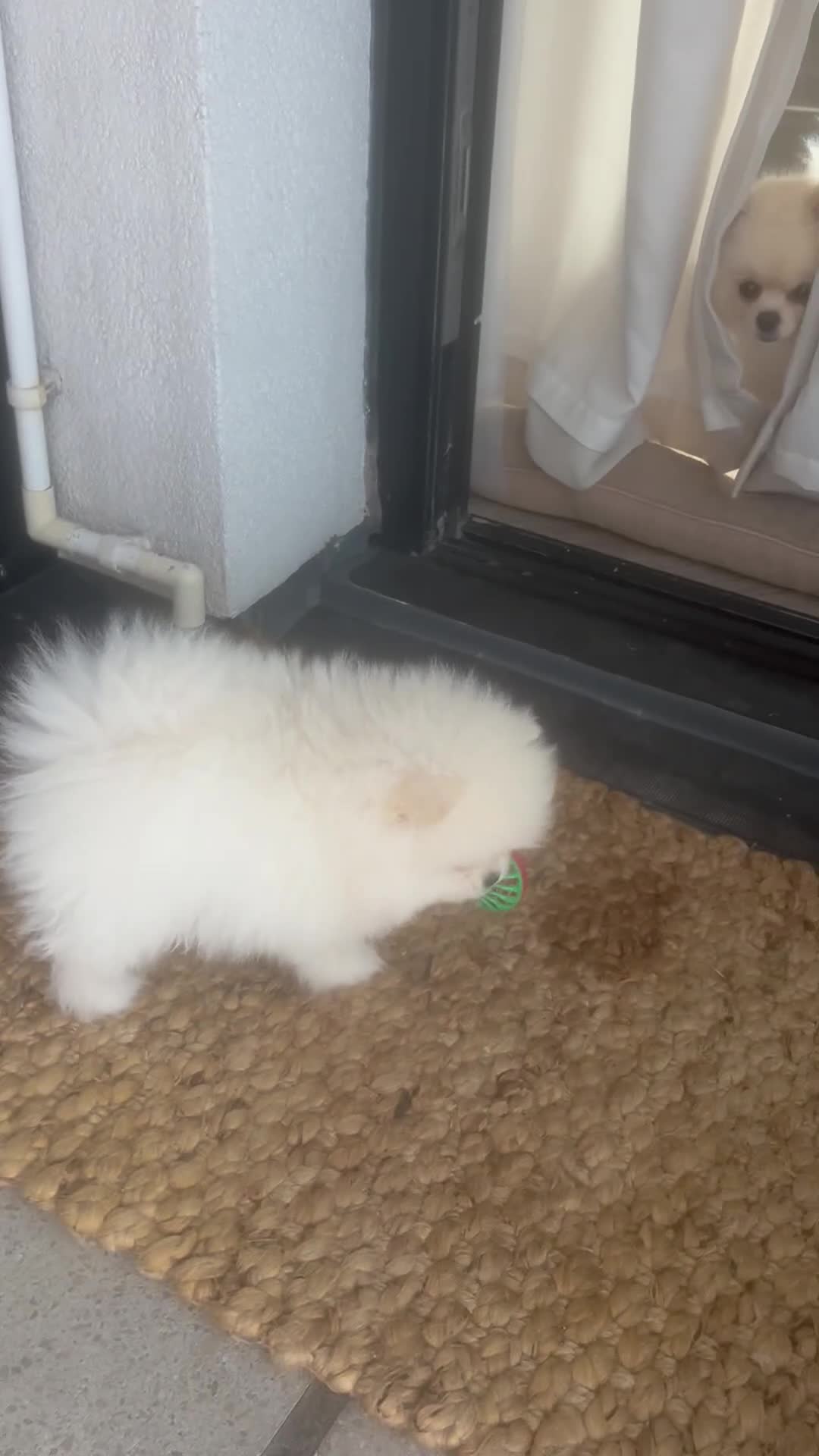 Pomeranian dogs for sale: Last boy reduced toy Pomeranian for sale  - Video 2