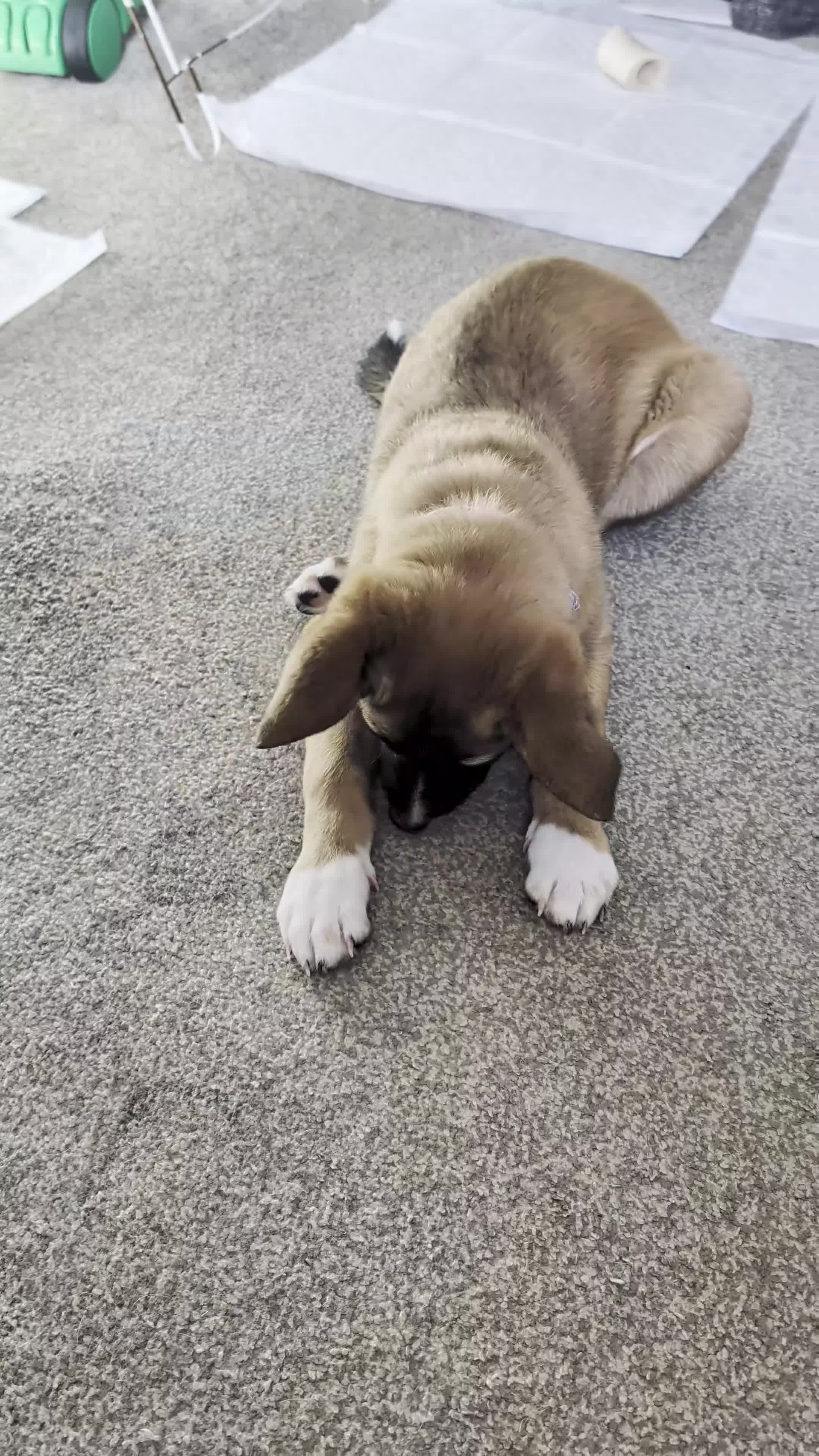 Mixed Breed dogs for sale: Belgian Malinois x Border Collie - Video 1