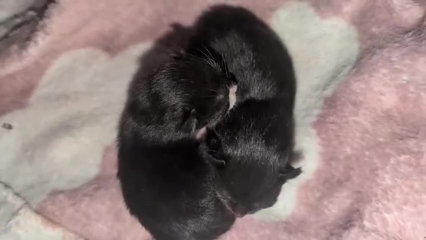 Domestic Shorthair cats for sale: Beautiful Kittens – Ready Soon in Oldham in Oldham - Video 2