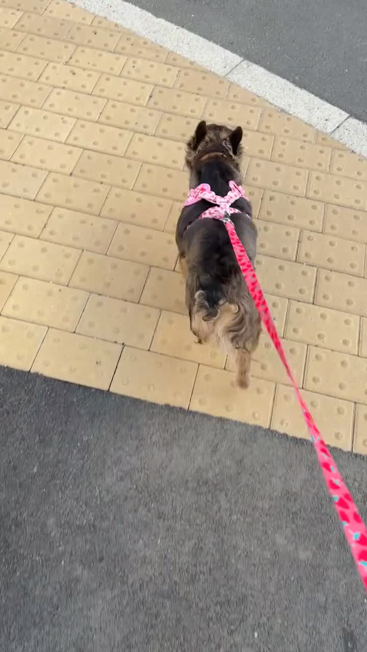 French Bulldog dogs for sale: Fluffy Frenchie - Video 2