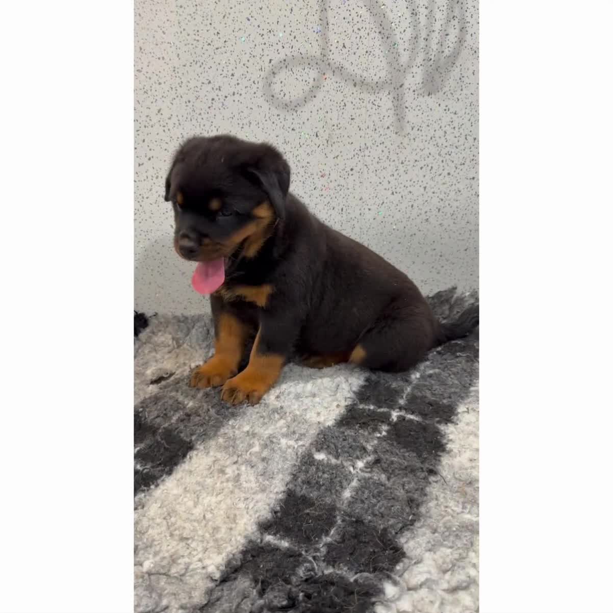 Rottweiler dogs for sale: Rottweiler puppies  - Video 2