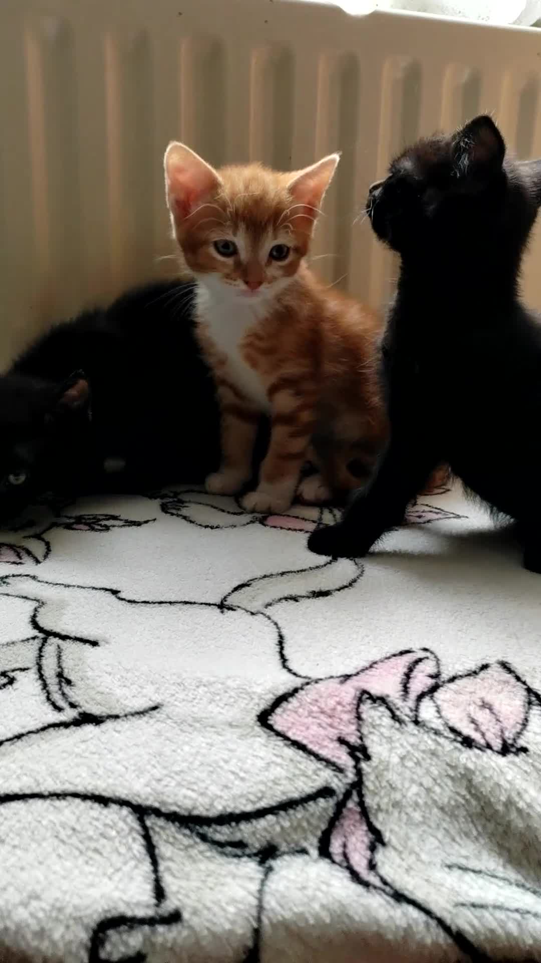 Mixed Breed cats for sale: One black boy ready to go - Video 2