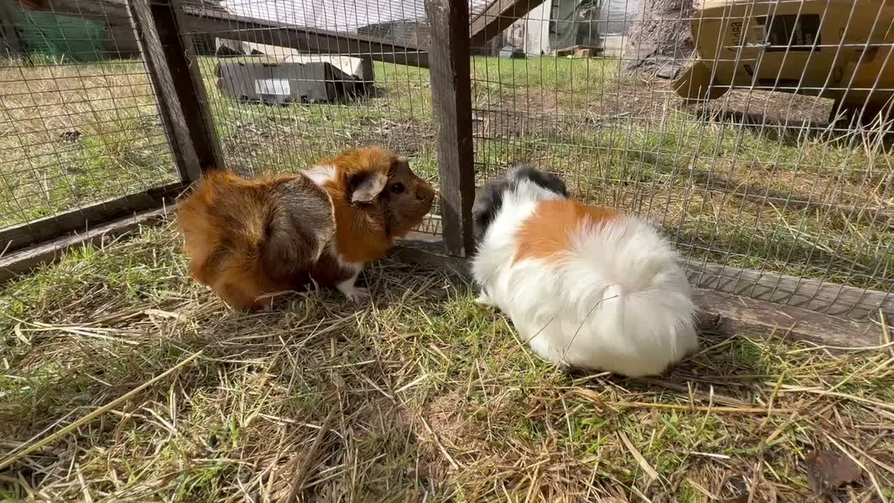 Guinea Pig rodents for sale: Guinea Pigs - Ready Now - Video 1