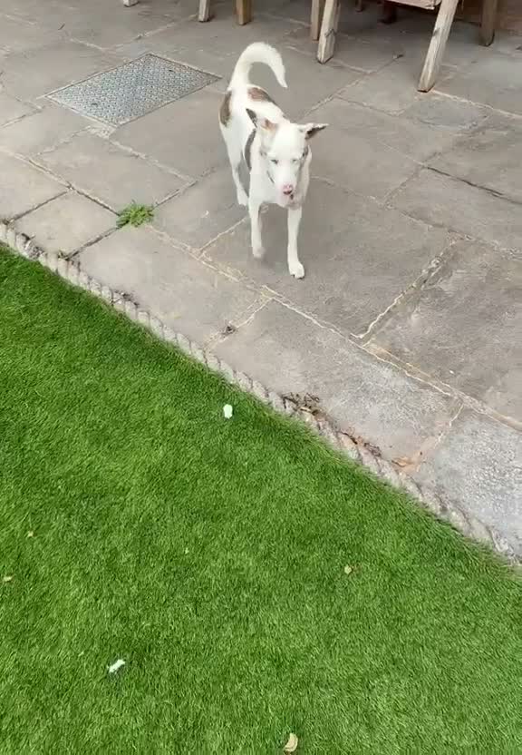 Mixed Breed dogs for adoption: ❤️🐶 SAGA – PLEASE DON’T SCROLL.. in Retford - Video 4