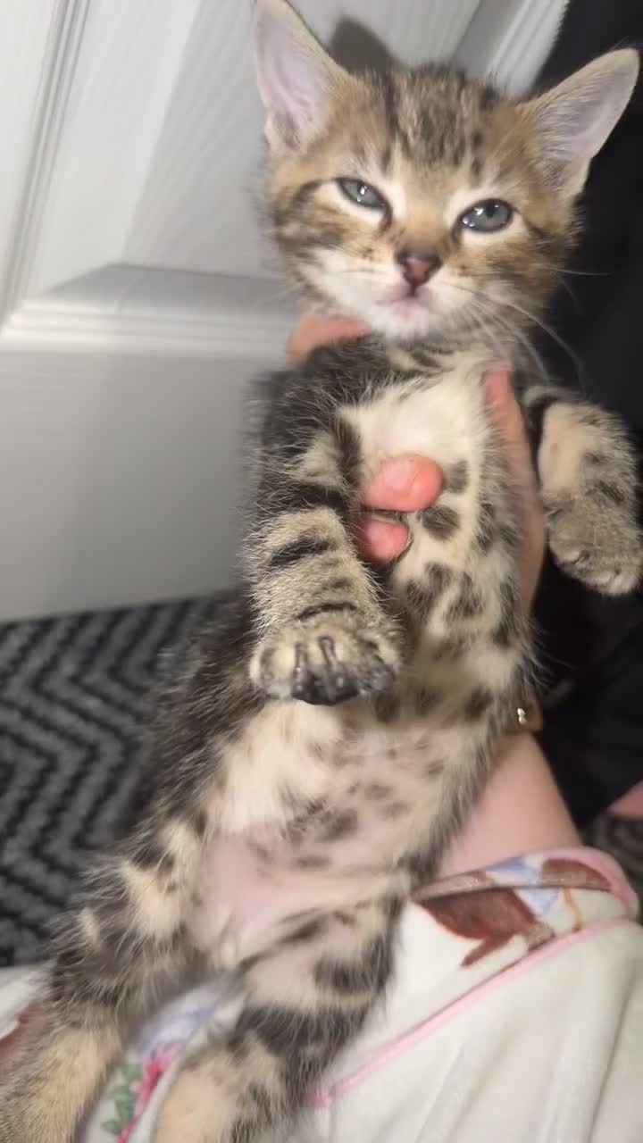Domestic Shorthair cats for sale: 🤍TABBY KITTENS FOR SALE!! in Newton Aycliffe - Video 3