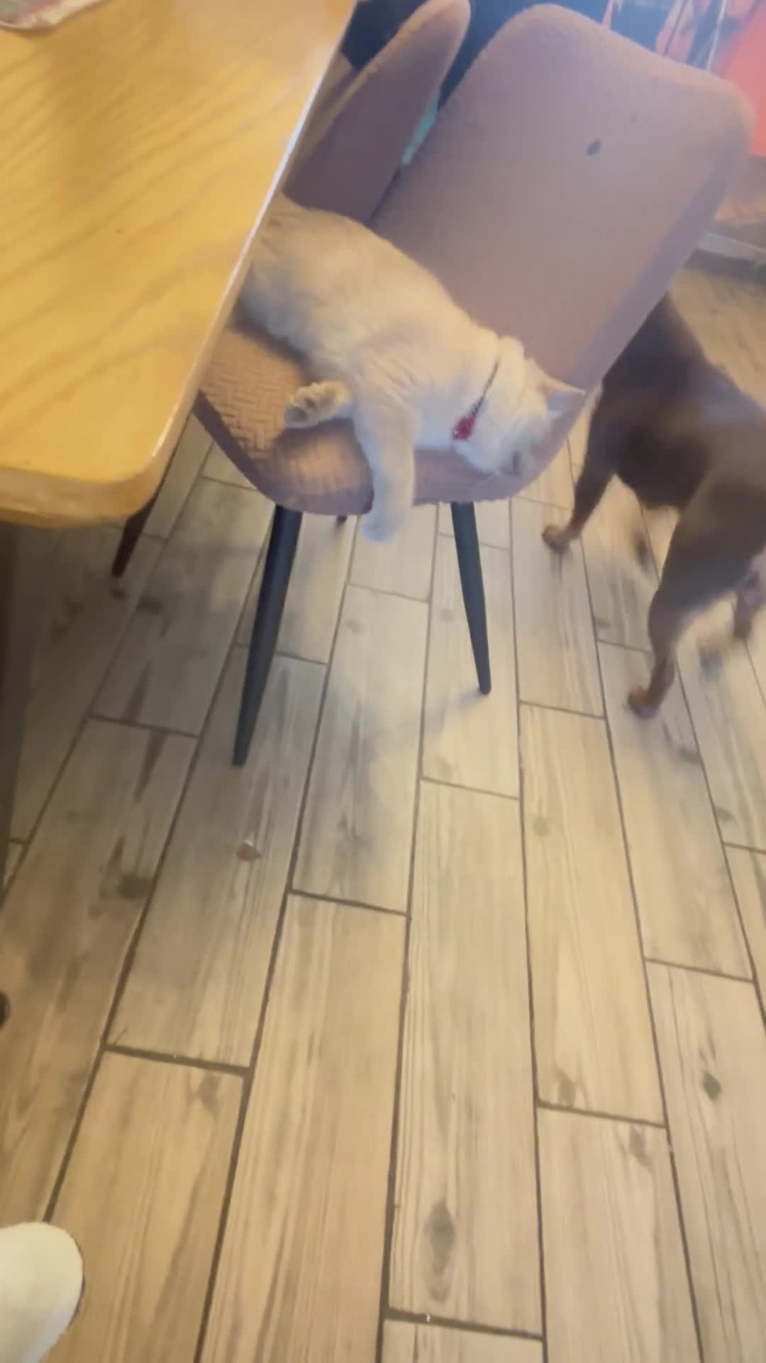 Olde English Bulldogge dogs for sale: Loving oldEngland Bulldog Lookingfor a 4eva Home  - Video 2