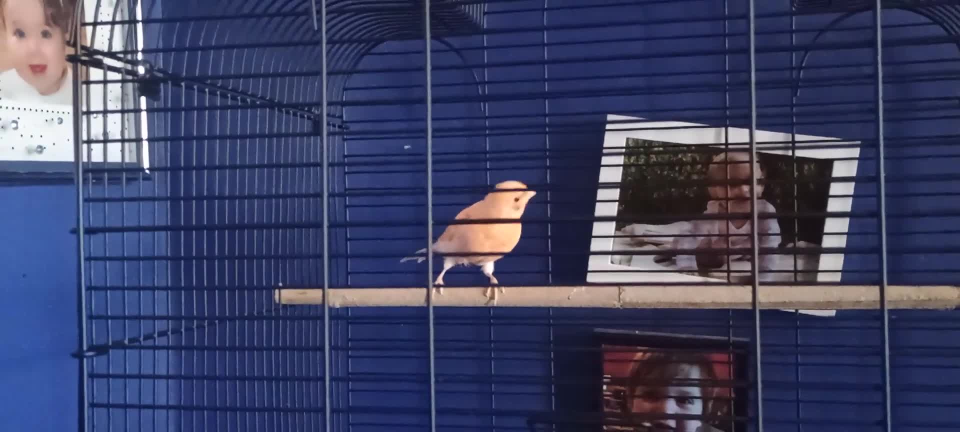 Canaries birds for sale: Canary  - Video 1