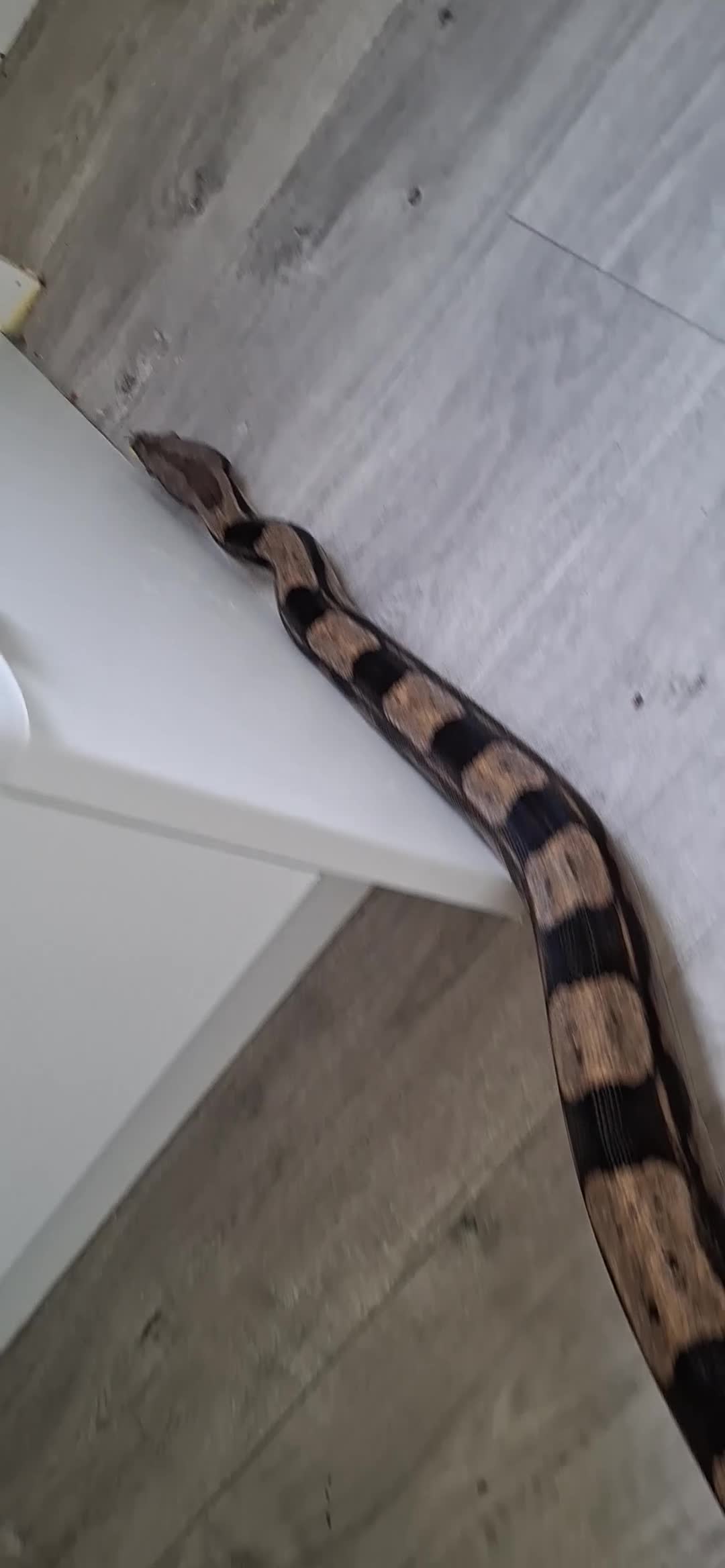 Boa Snake reptiles for sale: Boa constrictor  in Rossendale - Video 3