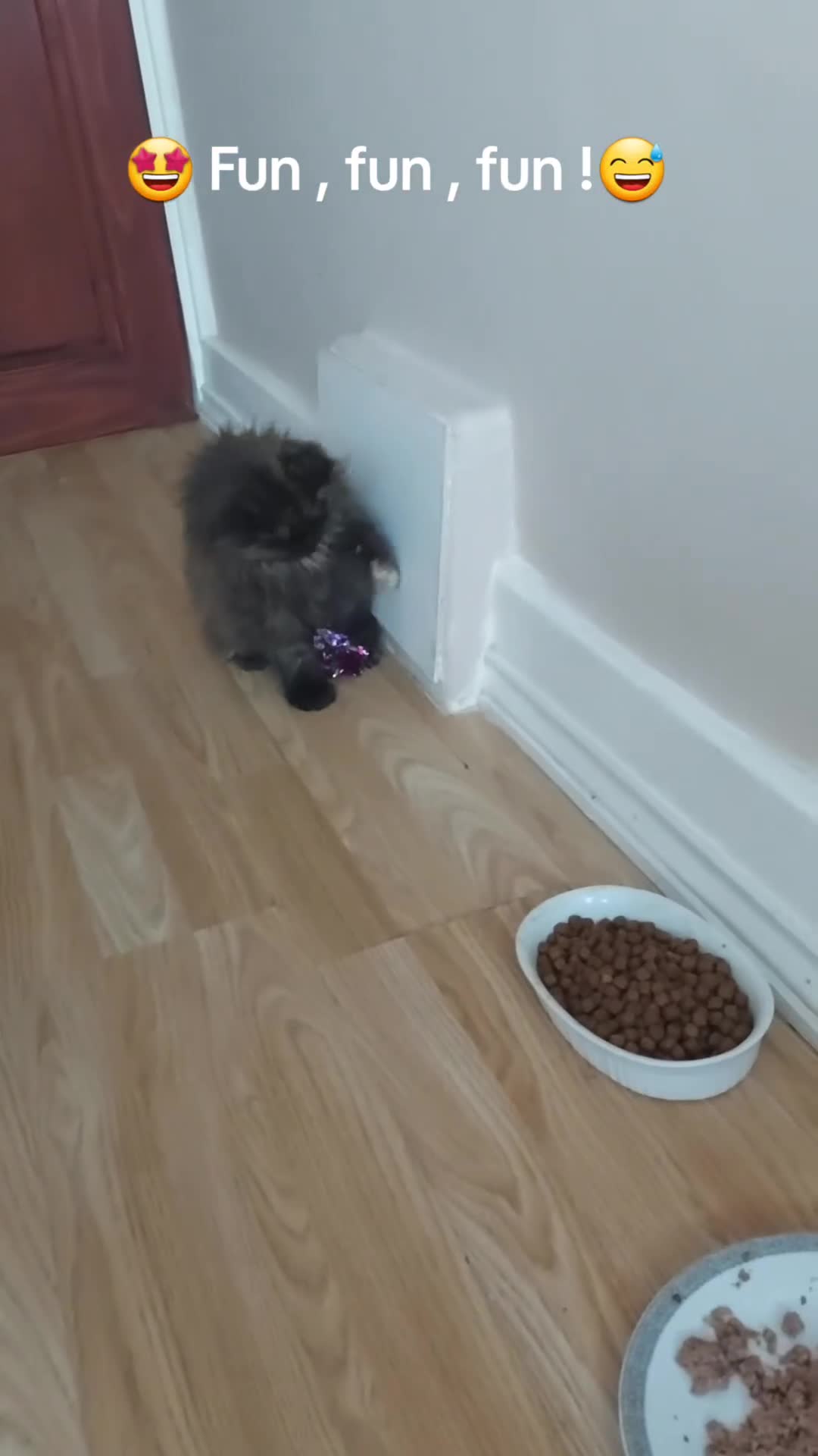 Maine Coon cats for sale: LAST GIRL!!!  MAINE COON KITTENS/DNA/GCCF  - Video 1