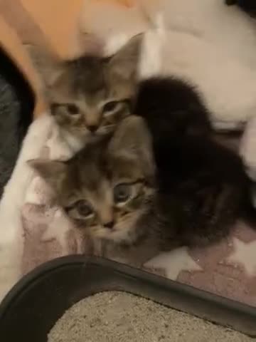 Mixed Breed cats for sale: Gawjus kitties  - Video 1