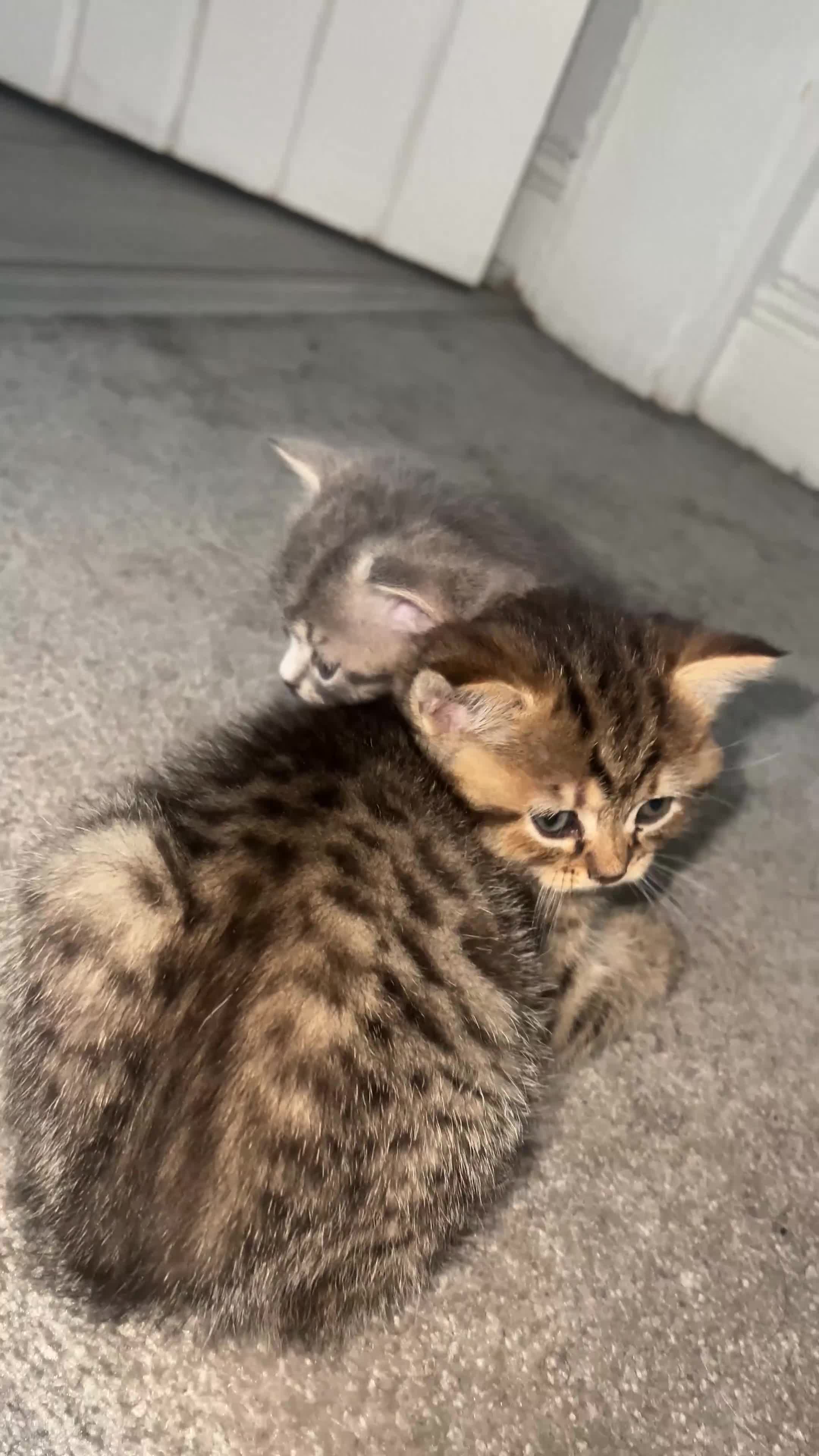 Mixed Breed cats for sale: British short hair/bengal tabby kitten - Video 5