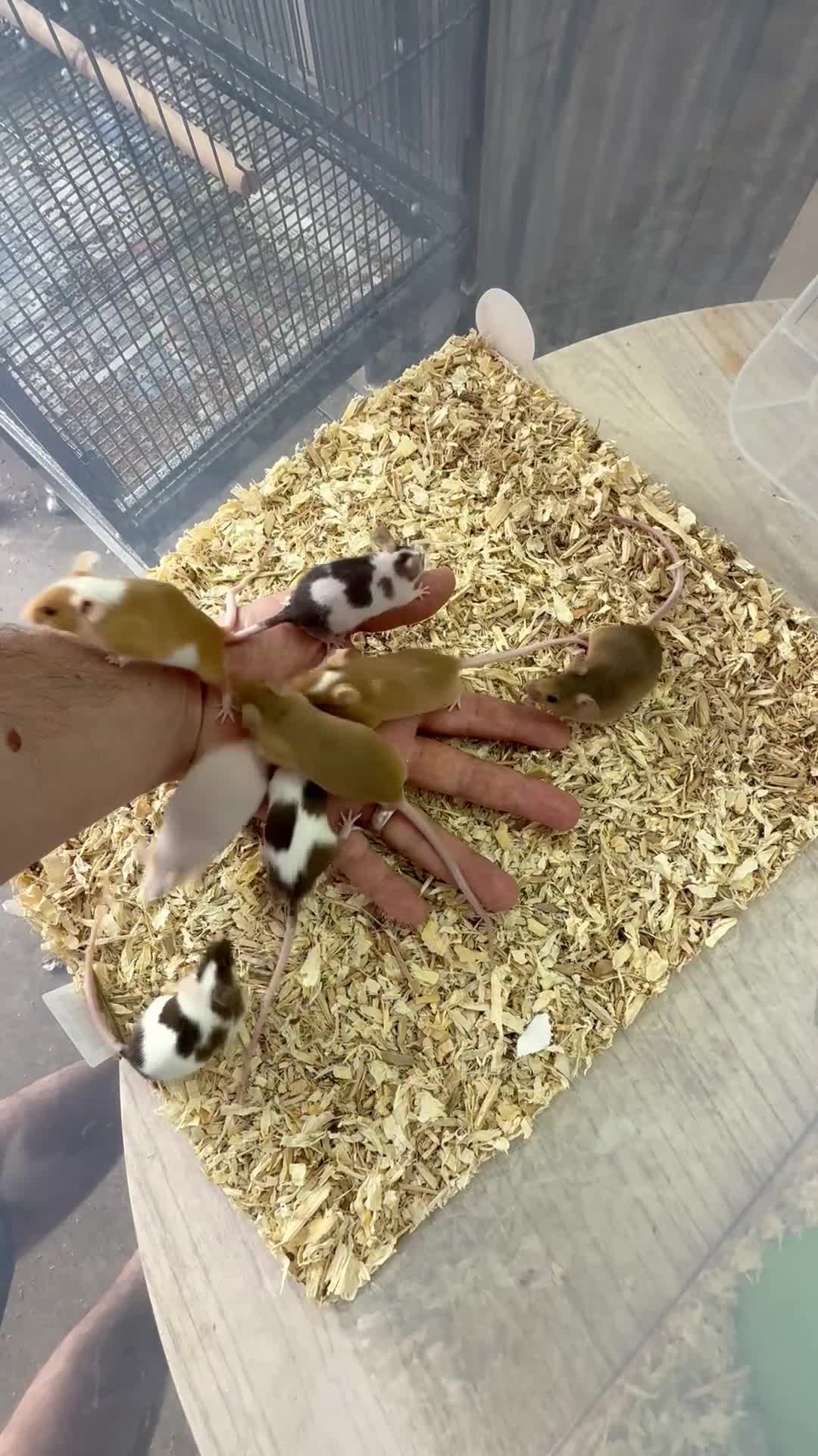 Mouse rodents for sale: Friendly Fancy Mice - Males UPDATED 3/8/26 - Video 1