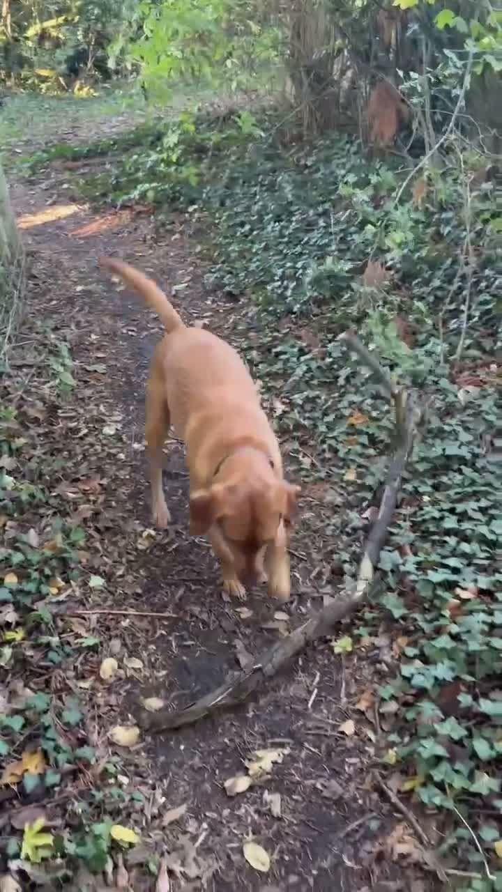 Labrador Retriever dogs for sale: Ted - Fox Labrador - Video 1
