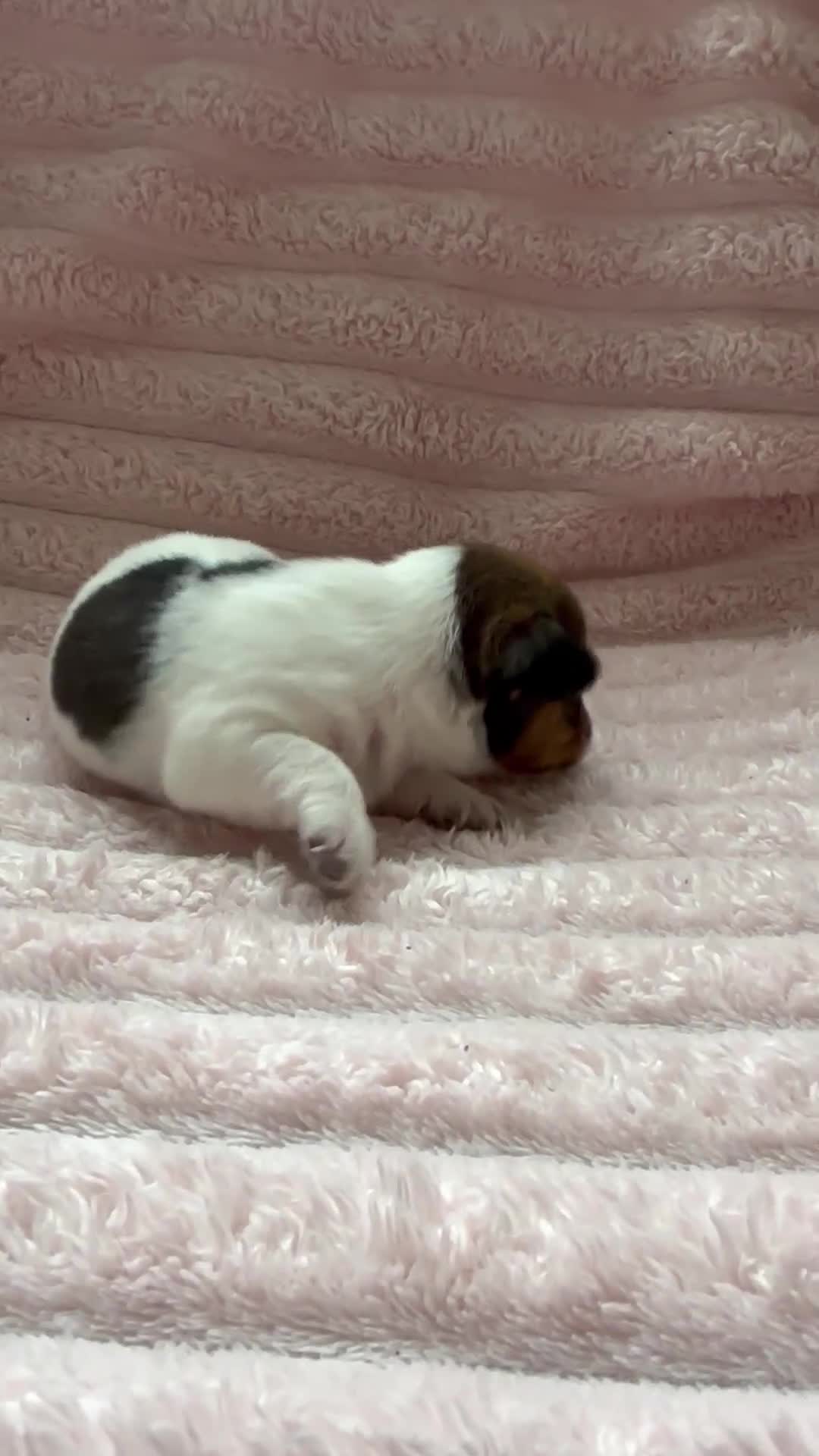 Jack Russell dogs for sale: Beautiful Jack Russell Pups 🩵🩷 - Video 2