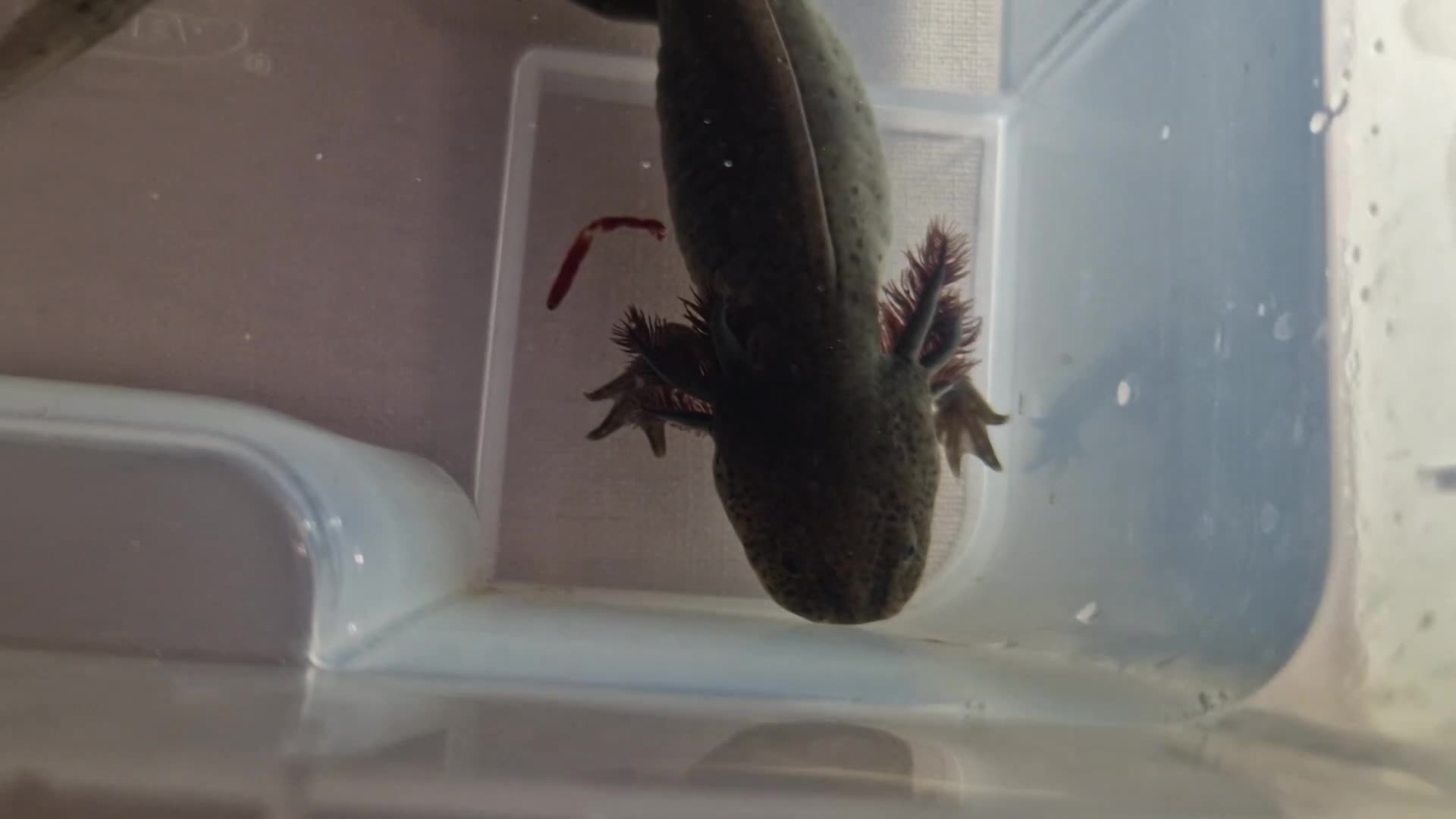 Axolotl reptiles for sale: Axolotls - Video 3