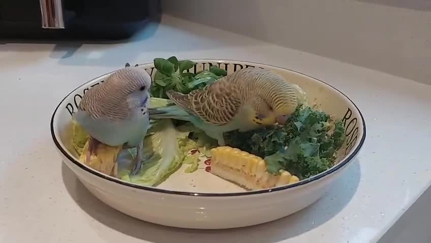 Budgerigars birds for sale: Hand tamed bonded pair of Budgies - Video 1