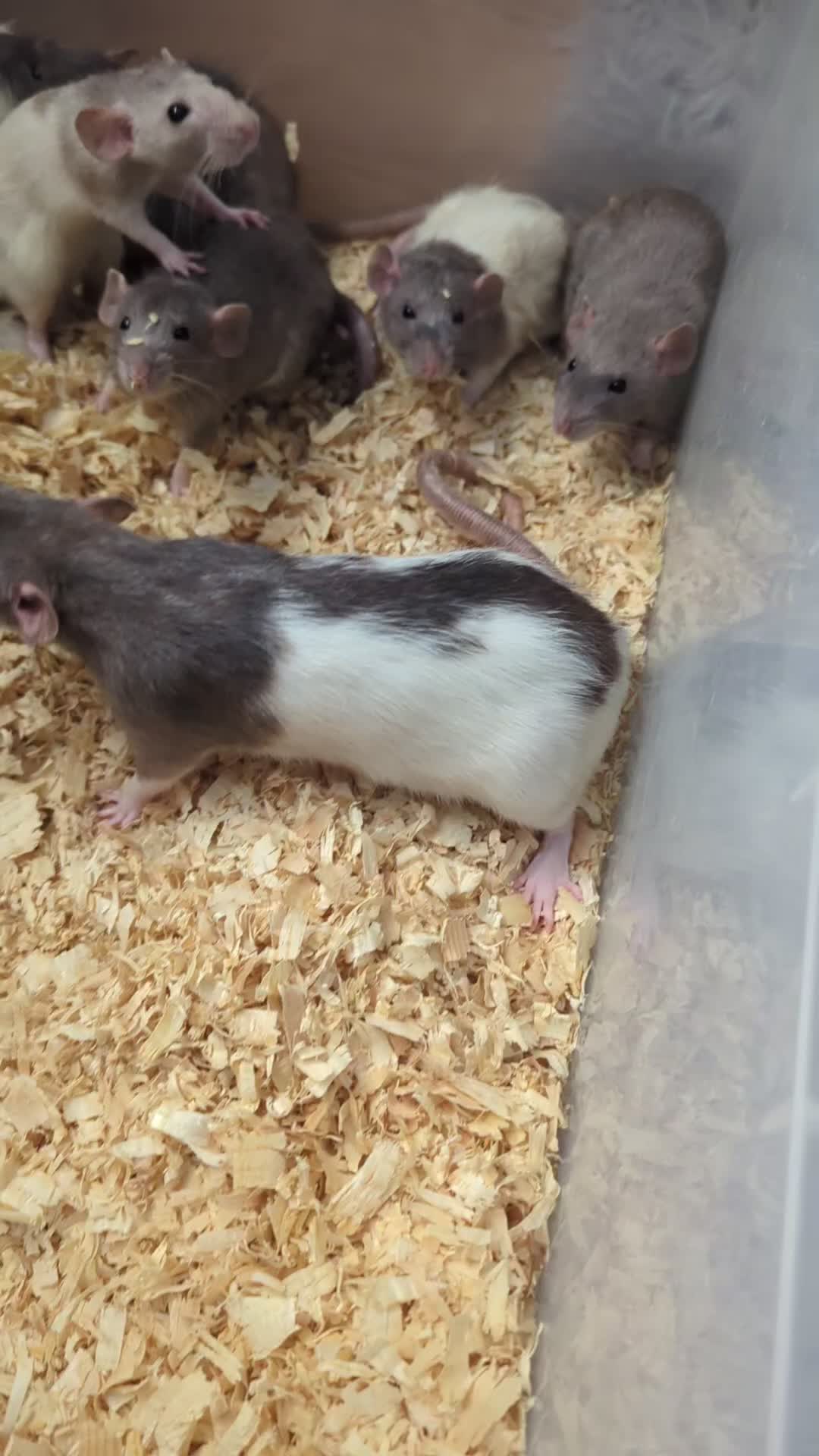 Rat rodents for sale: Fancy,Dumbo,Siamese & Rex ( NEW LITTERS AVAILABLE) - Video 1