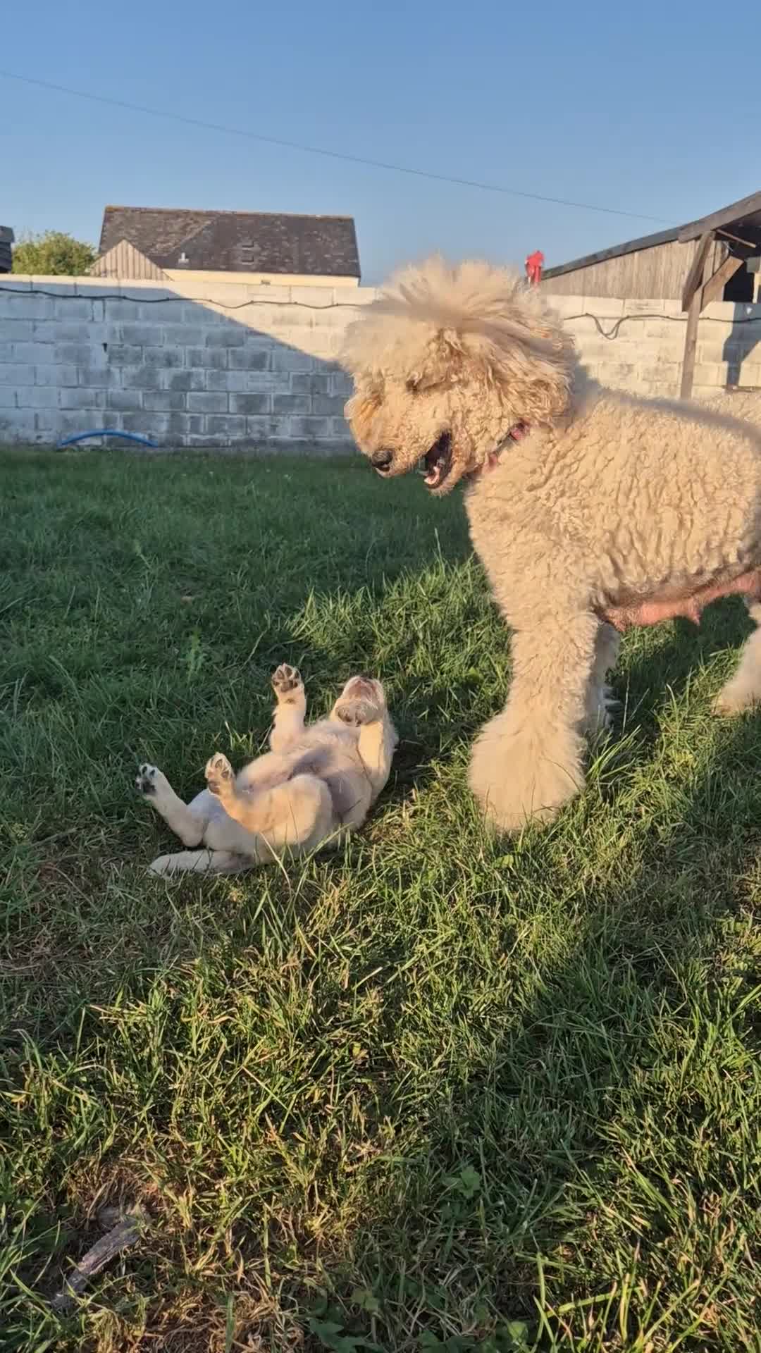 Goldendoodle dogs for sale: Beautiful Home-Raised F1 Goldendoodles Ready 23/7 - Video 2