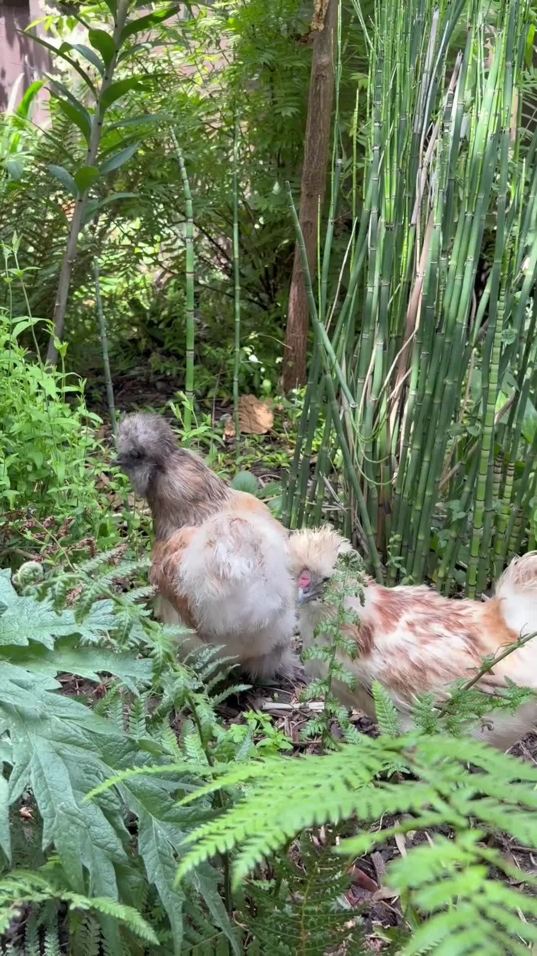 Mixed Breed poultry for sale: 7 hens  - Video 2