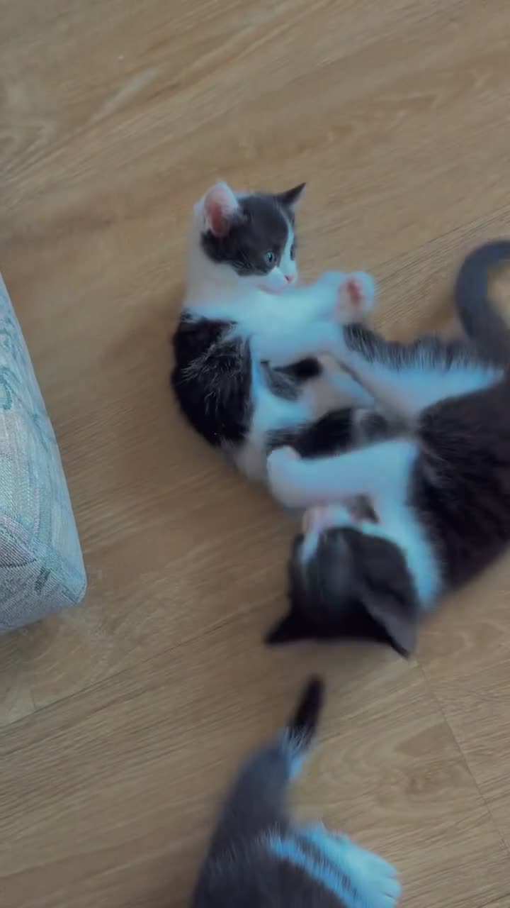 Mixed Breed cats for sale: 🐱 Adorable Black &White Domestic Shorthair Kitten in Swindon - Video 1