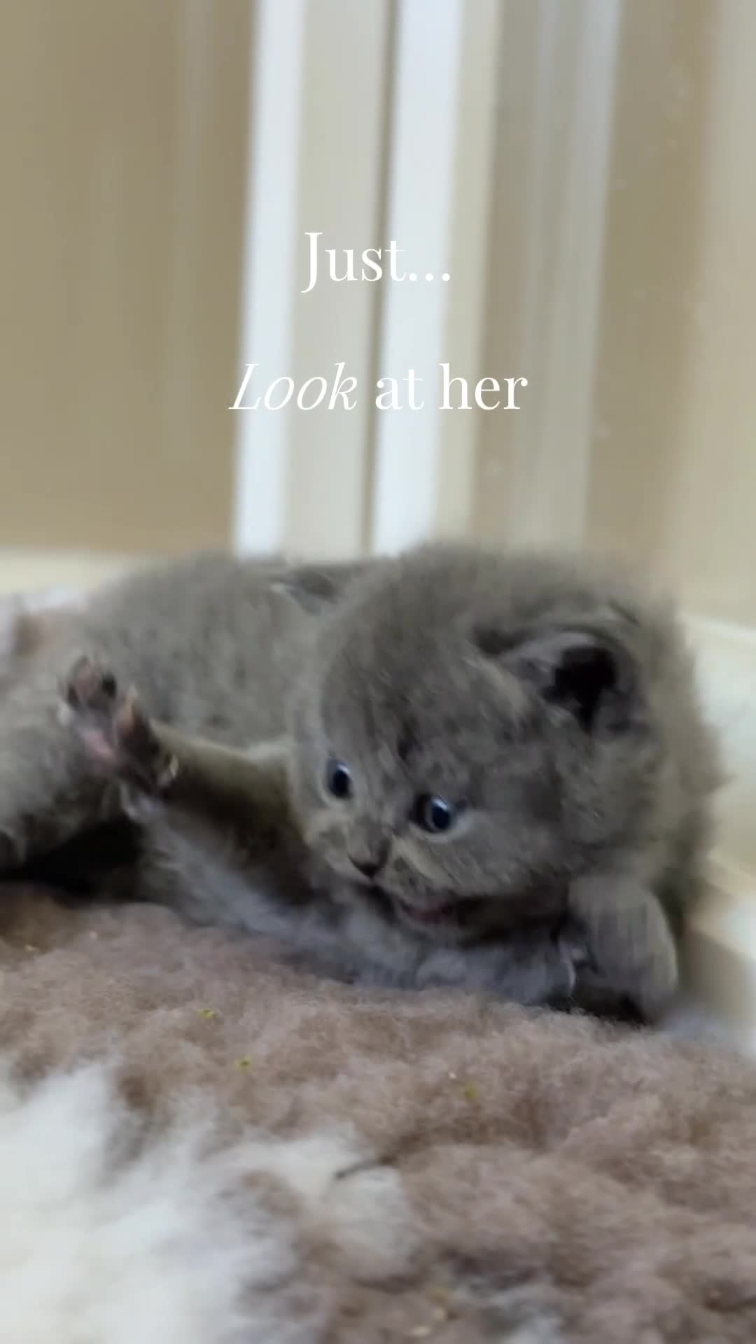 British Shorthair cats for sale: British Shorthair Blue Kitten Reg & Licensed - Video 1