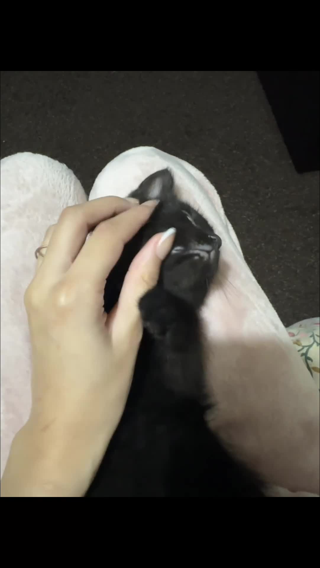 Ragdoll cats for sale: beautiful kittens for sale - Video 2