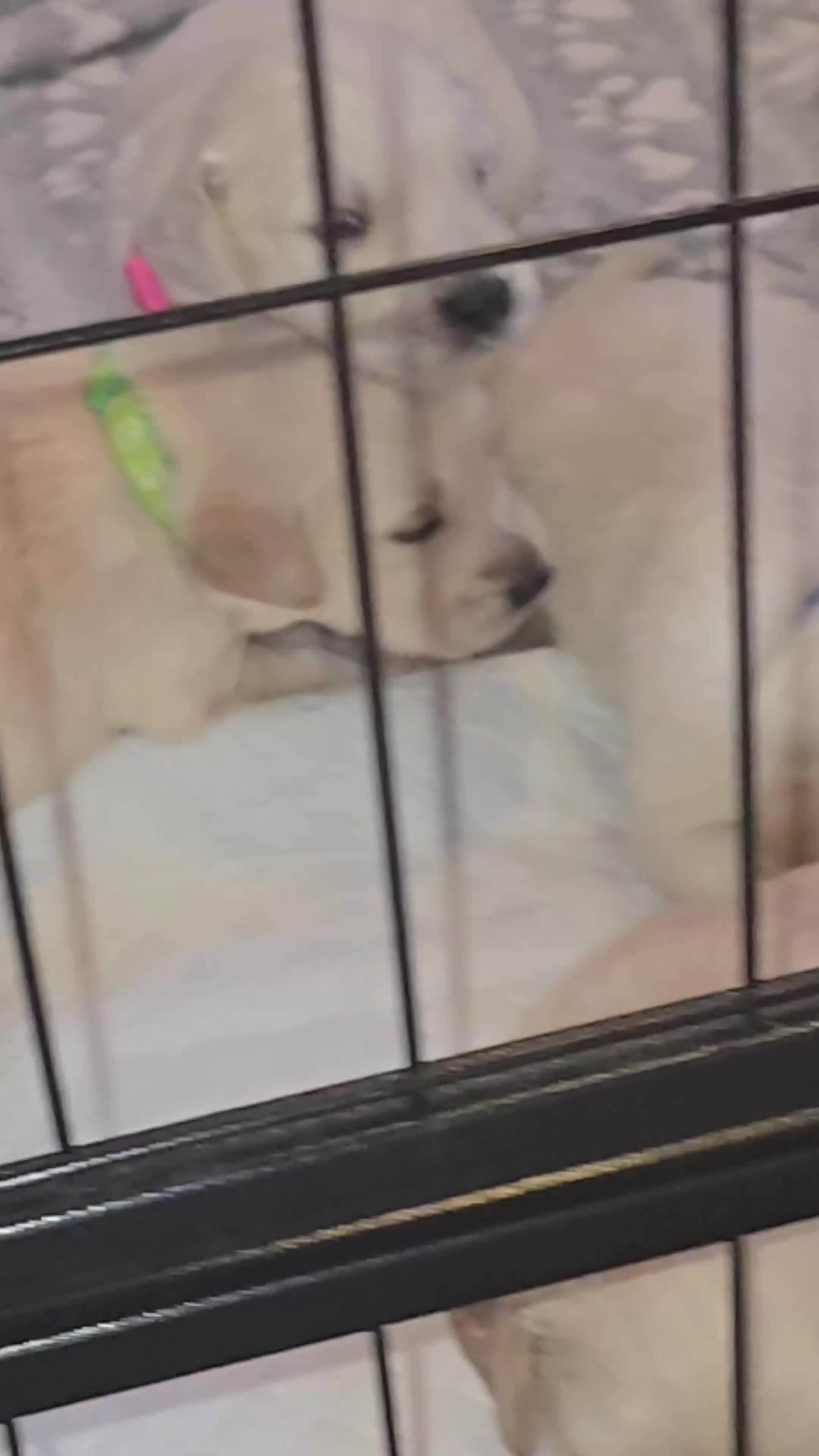 Golden Retriever dogs for sale: Stunning KC golden retriever puppies - Video 2