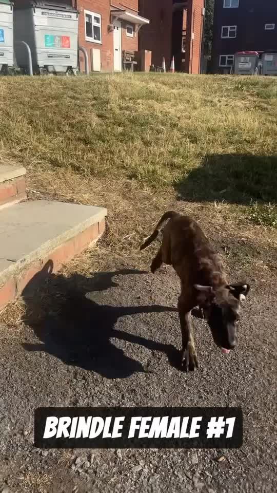 Presa Canario dogs for sale: Pressa canario pups - Video 3