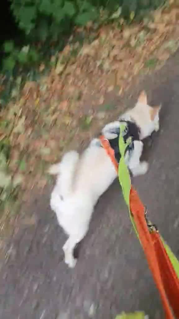 Mixed Breed dogs for adoption: Leo wants a perfect home - Video 2