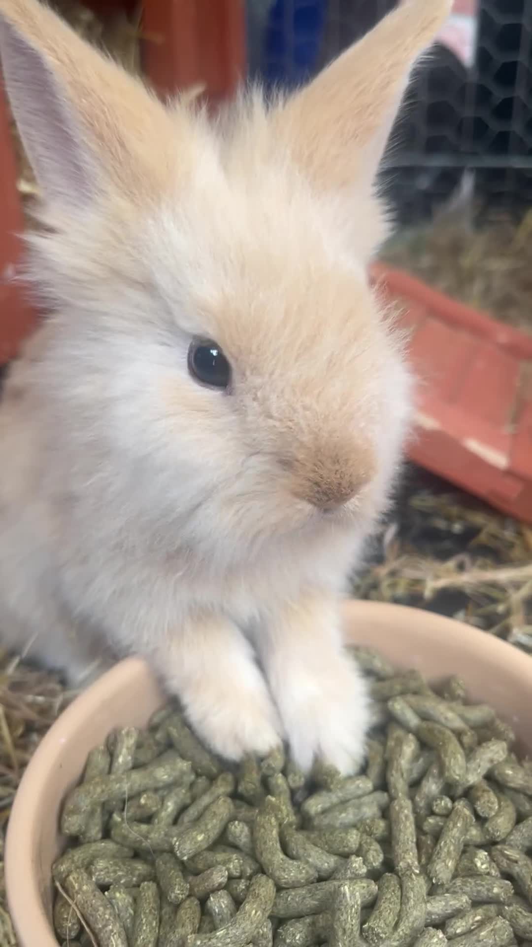 English rabbits for sale: Two rabbits for sale  - Video 1