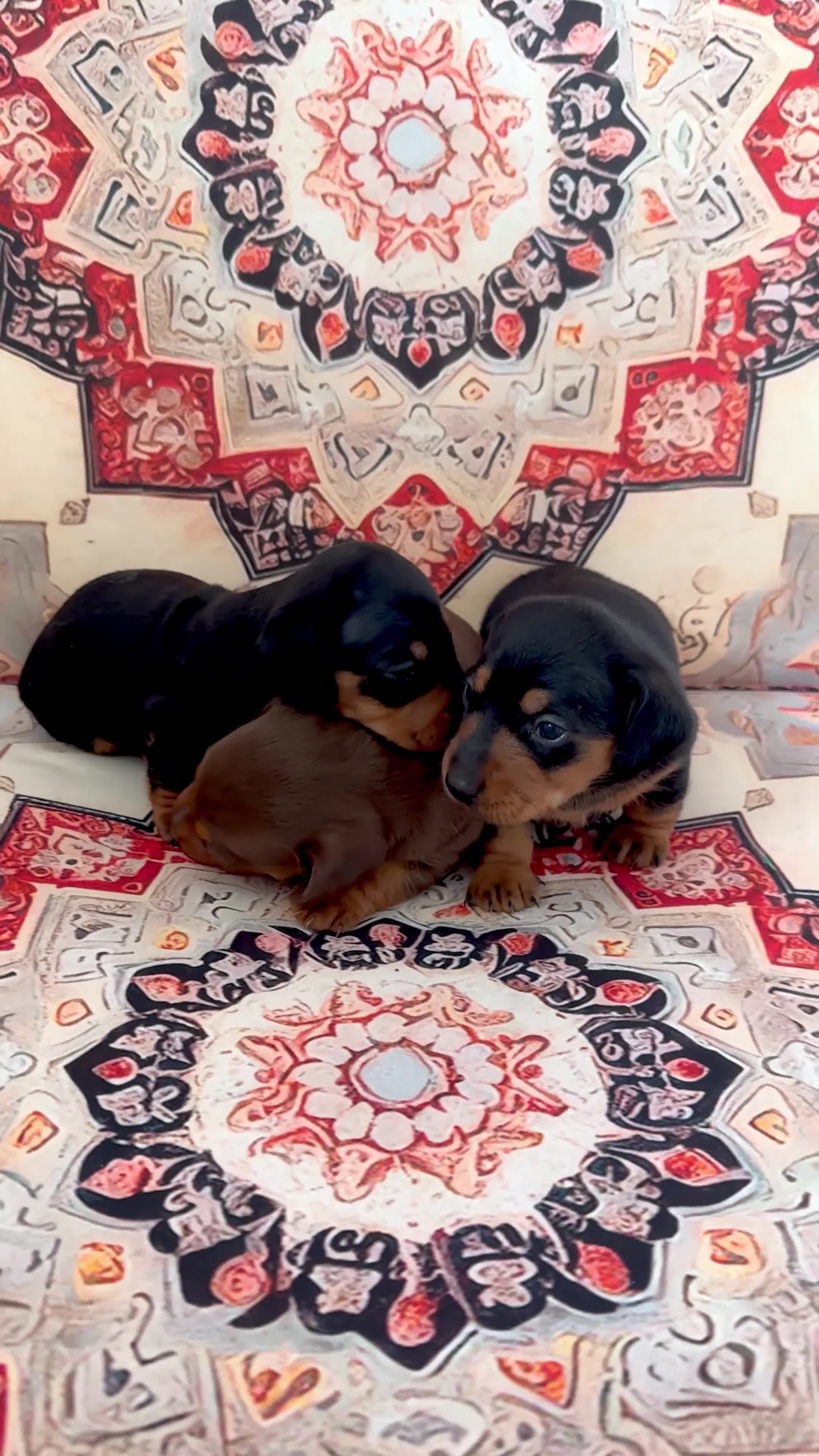 Miniature Dachshund dogs for sale: Mini Dachshund puppies, PRA clear, health tested - Video 2