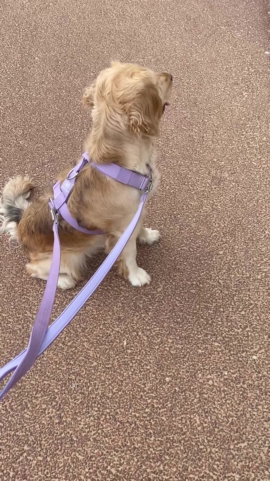Mixed Breed dogs for sale: Golden Retriever cross Cocker Spaniel - Video 1