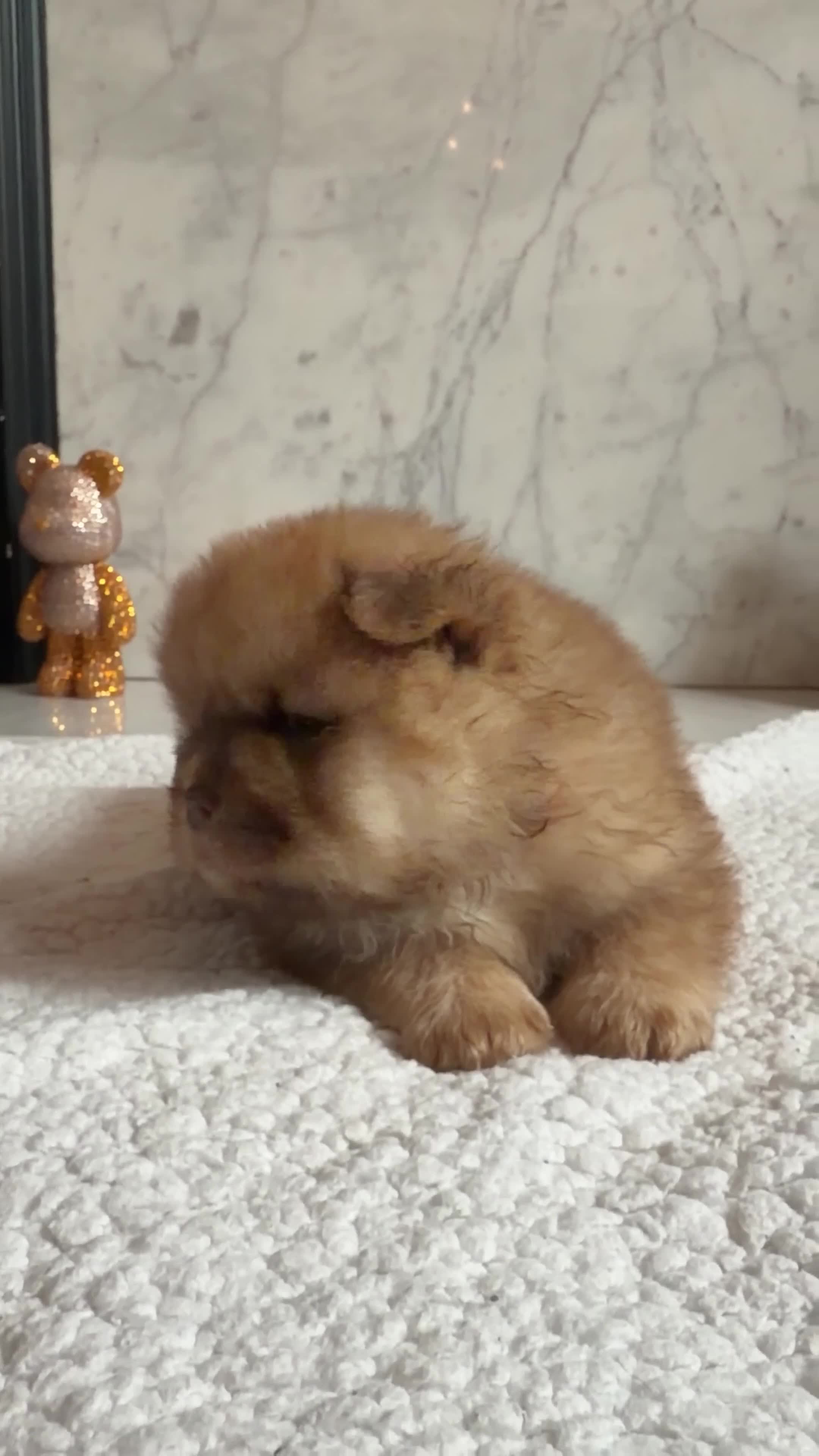 Chow Chow dogs for sale: Chow chow puppies ready on 7th April  - Video 1
