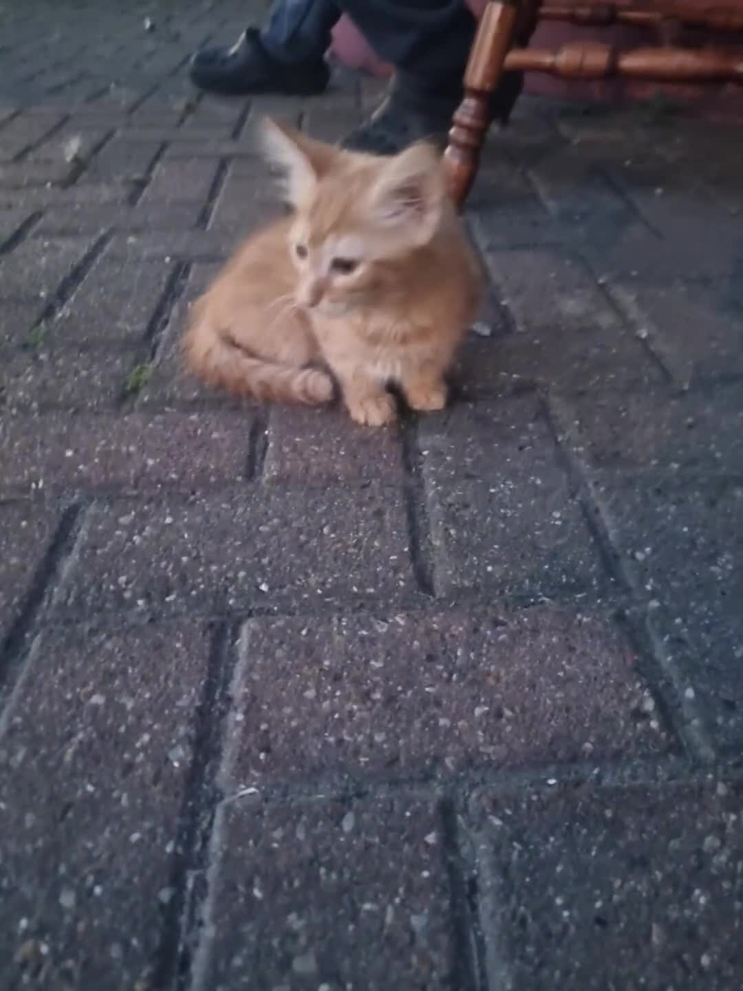 Domestic Shorthair cats for sale: Lovely Shorthair Kitties 😻 Ready for a collection - Video 4