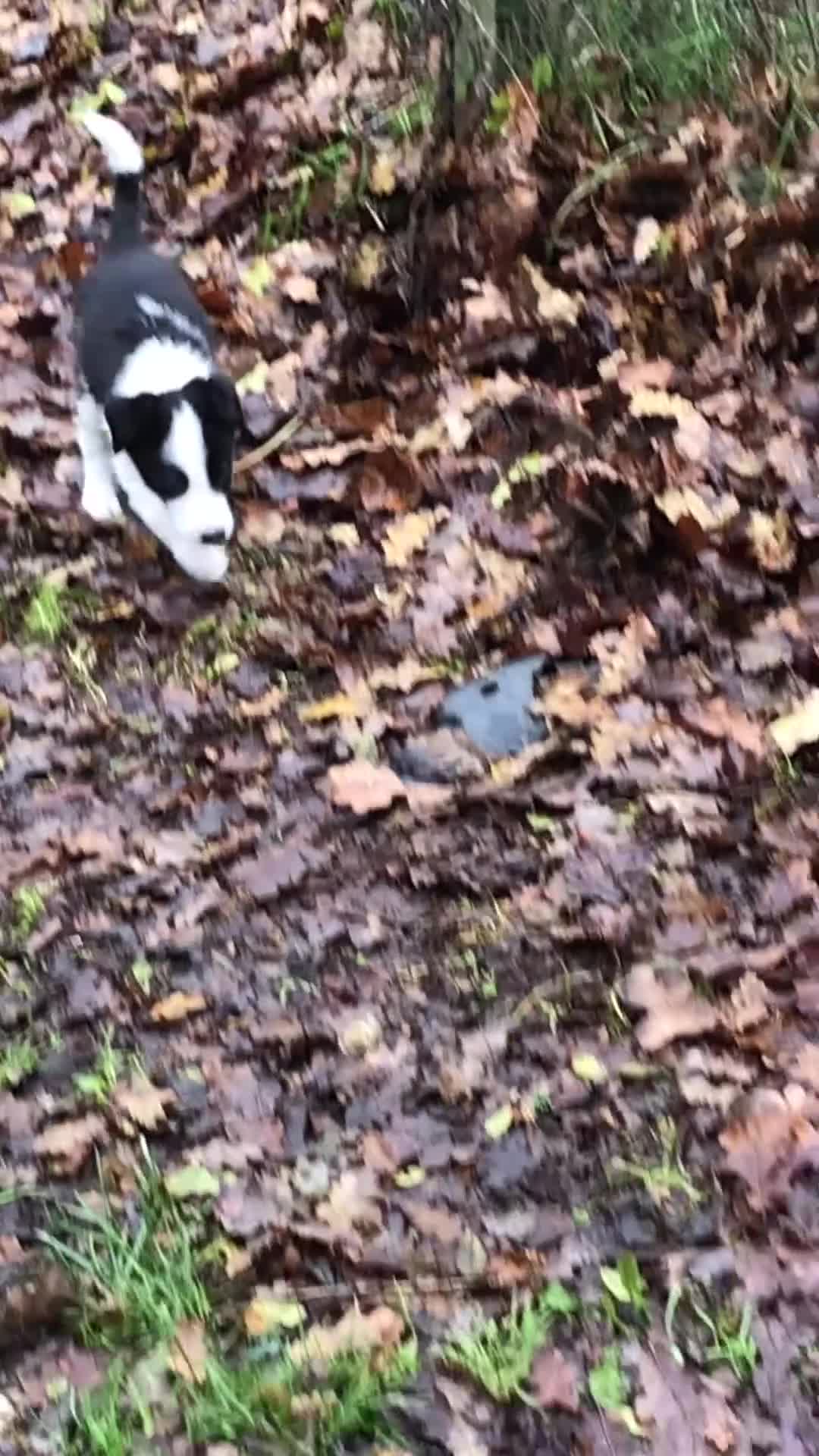 Border Collie dogs for sale: Adorable Border Collies - Video 1