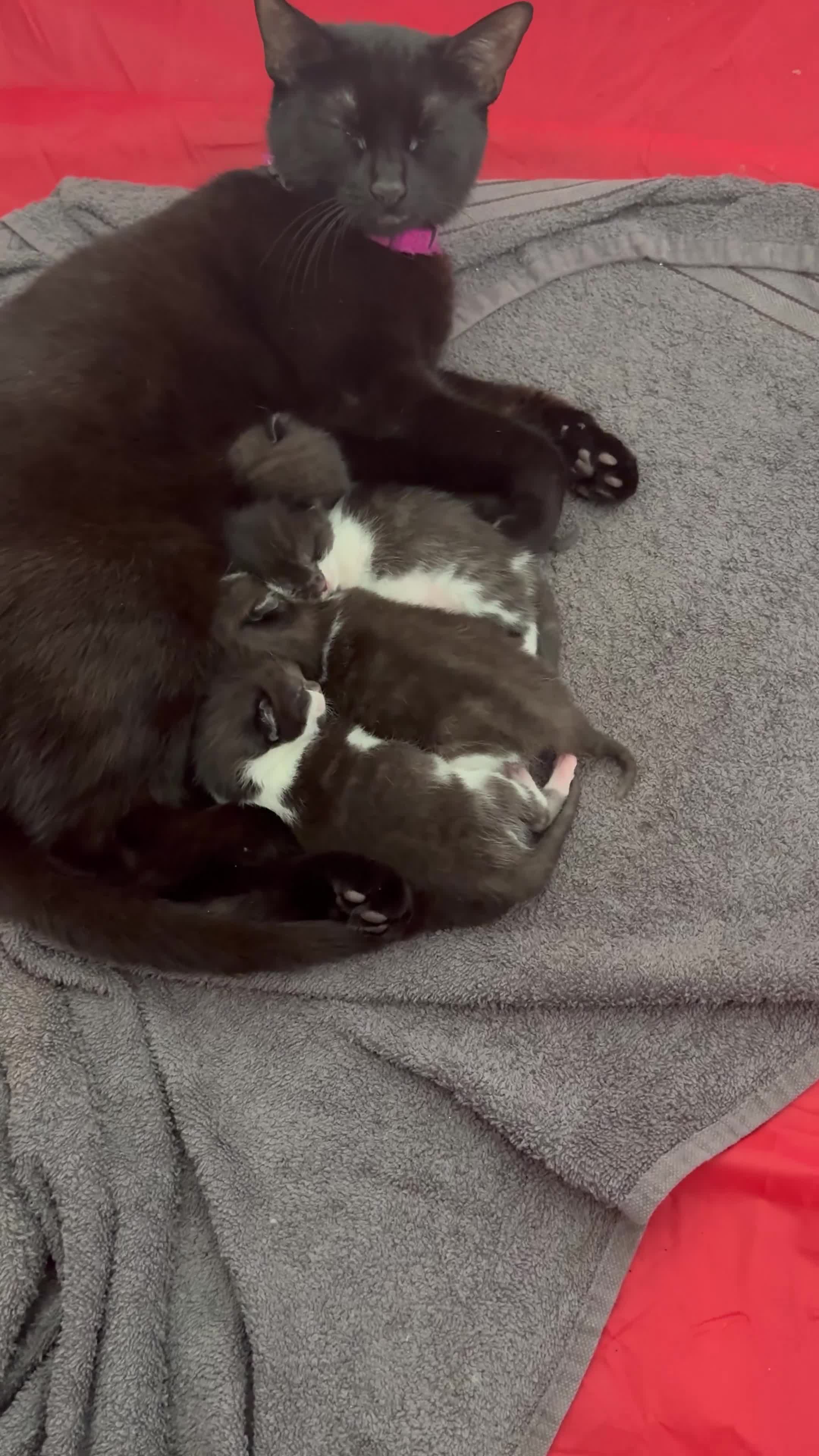 Mixed Breed cats for sale: 4 black and white kitten  - Video 1