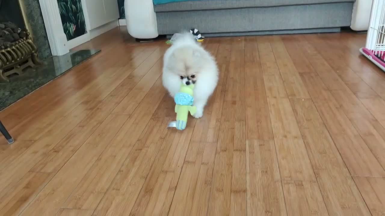 Pomeranian dogs for sale: Pom girl from 5⭐ licensed breeder - Video 1