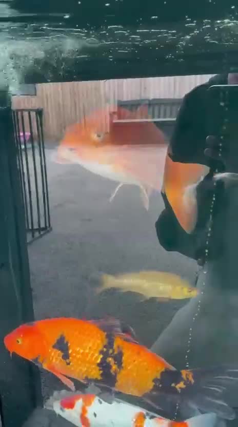 Koi Carp fish for sale: Benigoi Koi  - Video 1