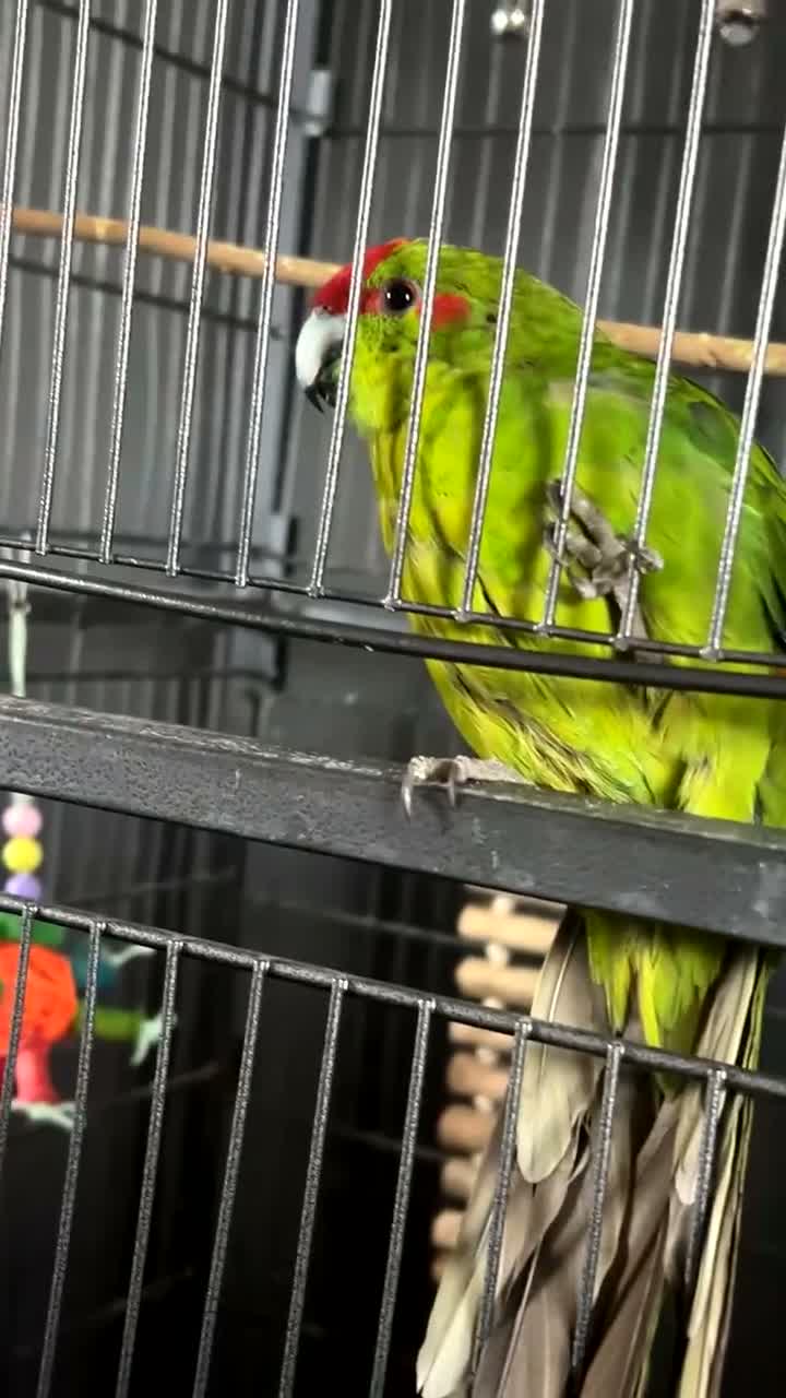 Parakeets birds for sale: Kakarikis - Video 1