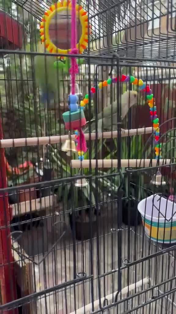 Lovebirds birds for sale: Female and Male Lovebirds,located- Stoke Newington - Video 3