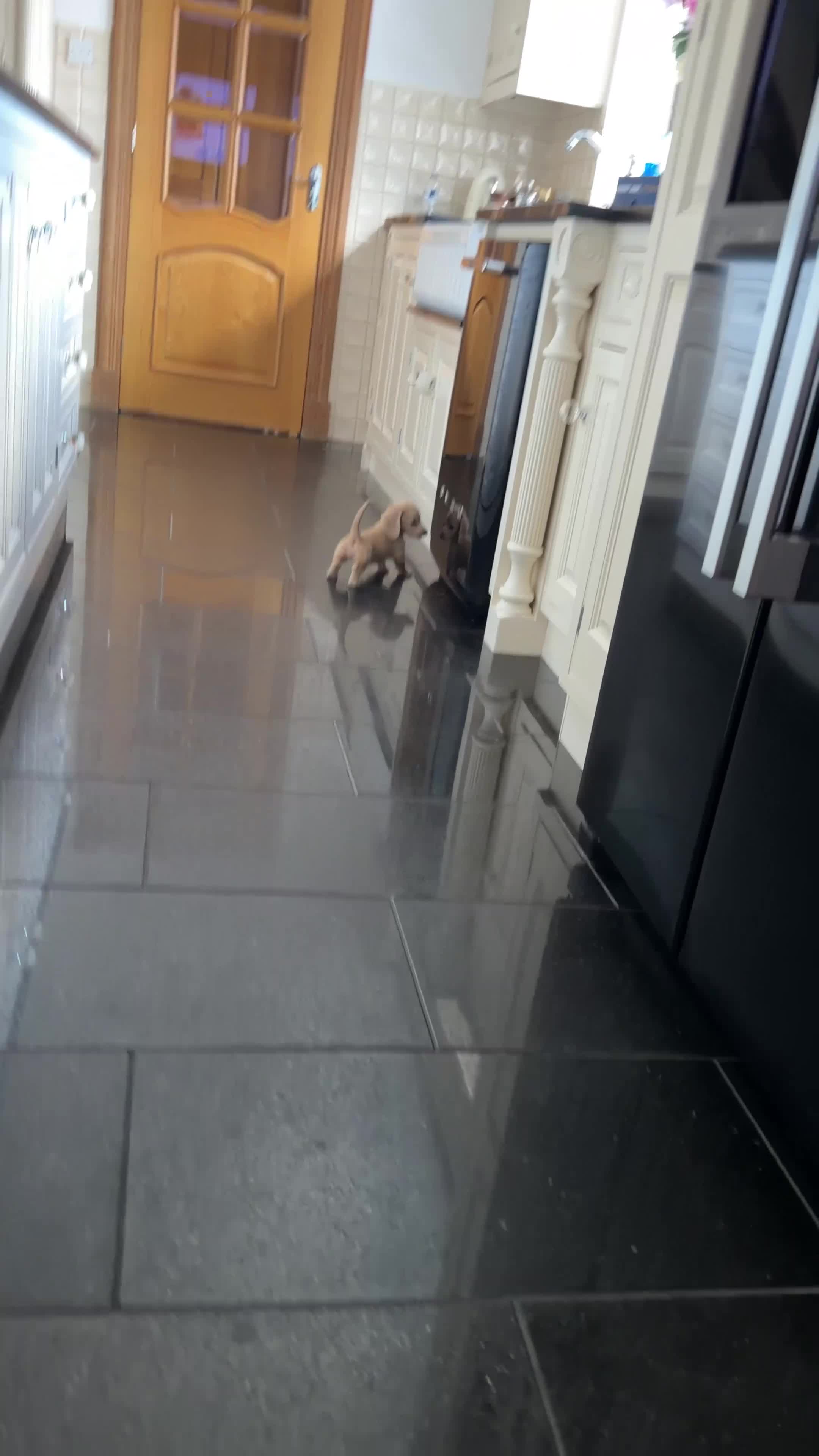 Miniature Dachshund dogs for sale: English cream KC registered miniature long haired - Video 1